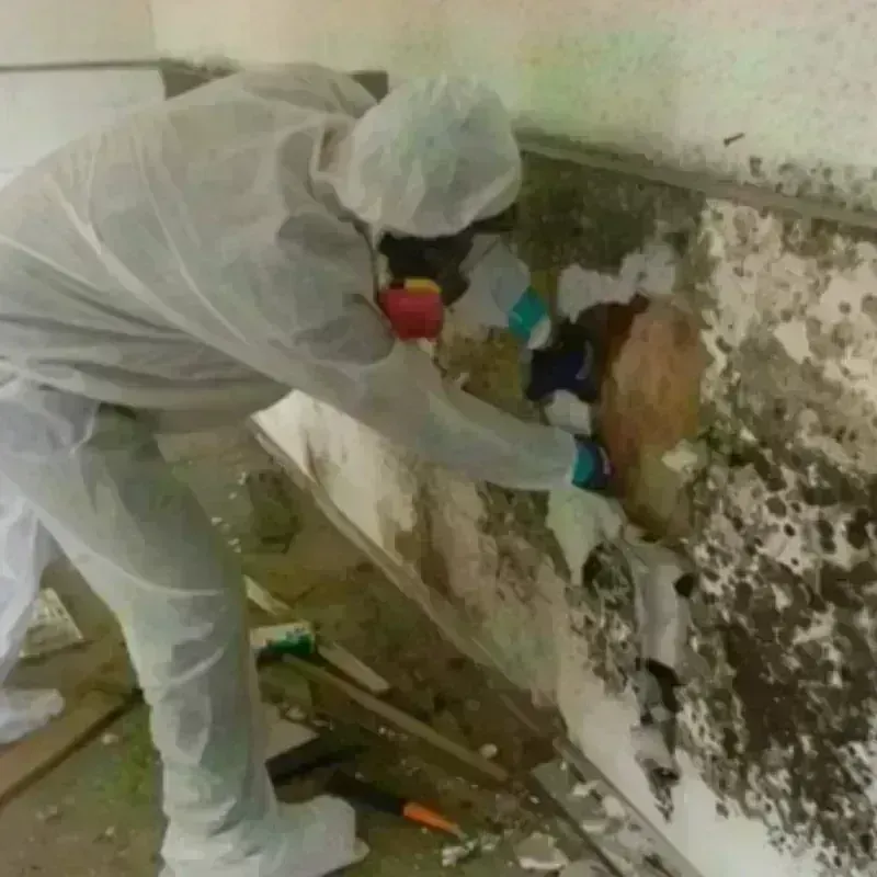 Mold Remediation and Removal in Willowick, OH